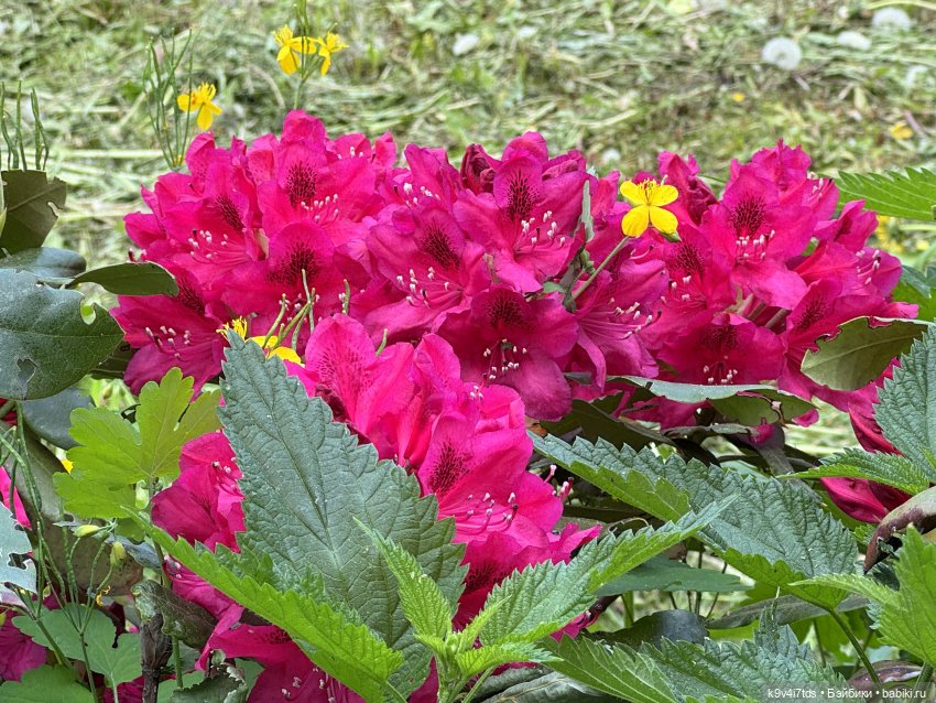 Элис в "Сиреневом саду", город Тверь (фото 6)