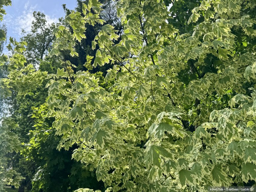 Элис в "Сиреневом саду", город Тверь