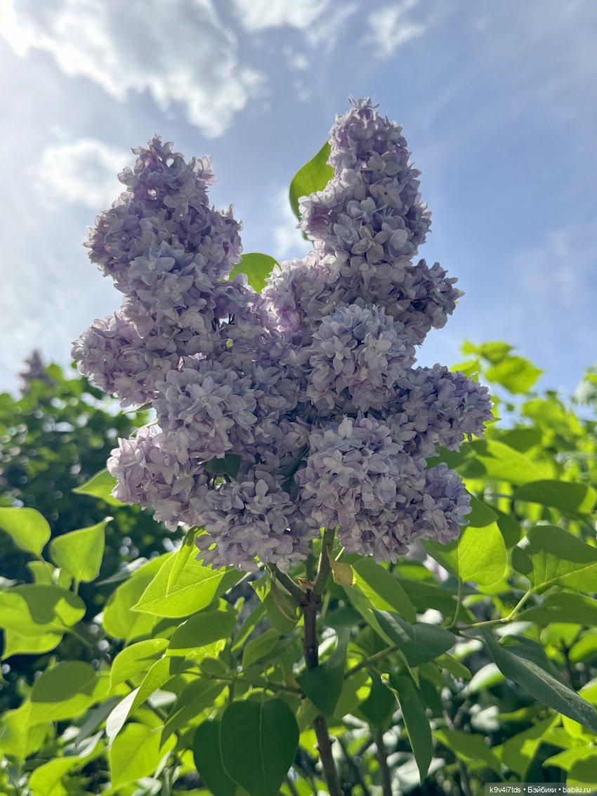 Элис в "Сиреневом саду", город Тверь