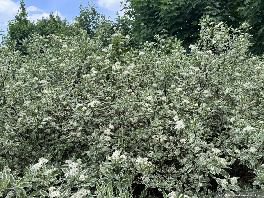 Элис в "Сиреневом саду", город Тверь