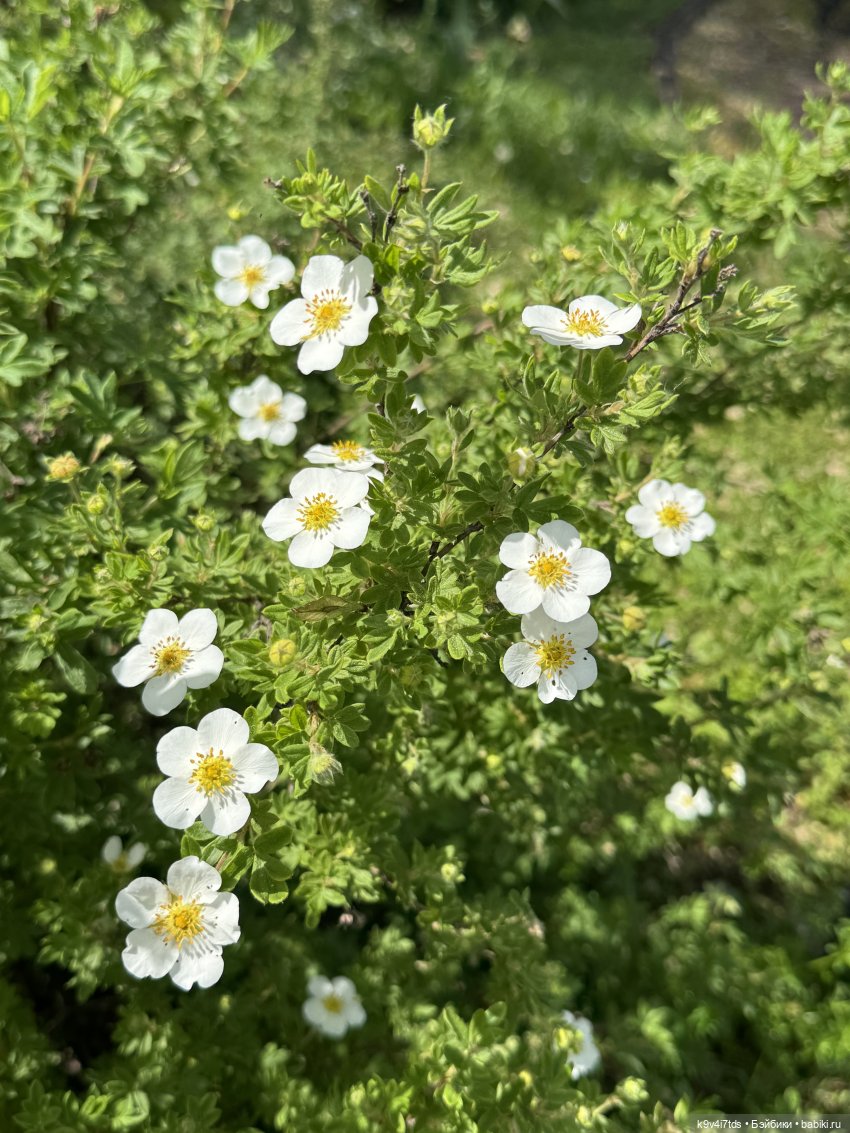 Элис в "Сиреневом саду", город Тверь