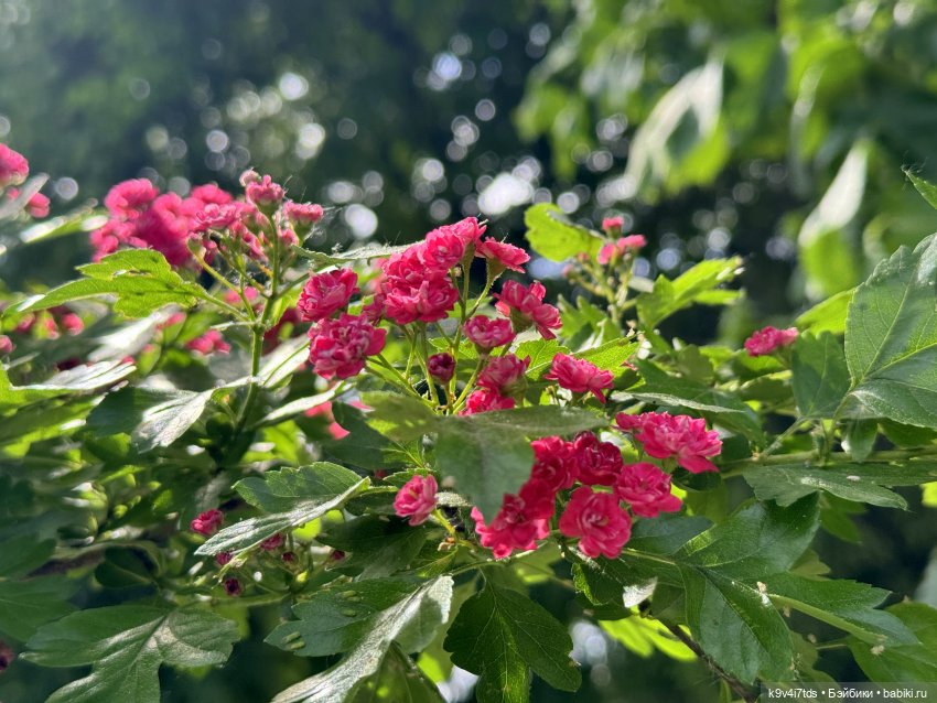 Элис в "Сиреневом саду", город Тверь