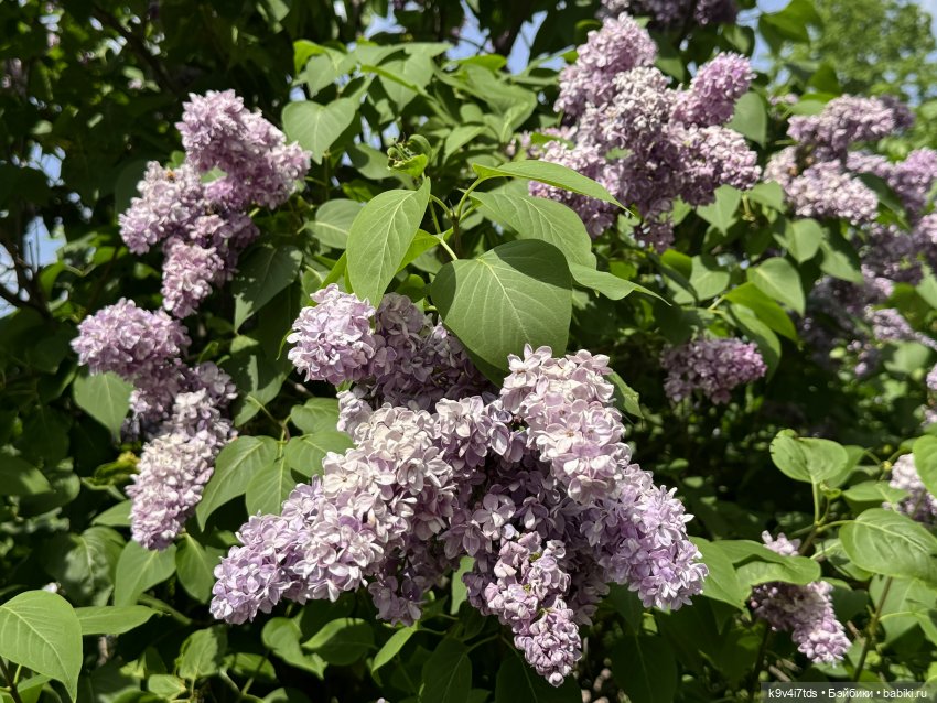 Элис в "Сиреневом саду", город Тверь