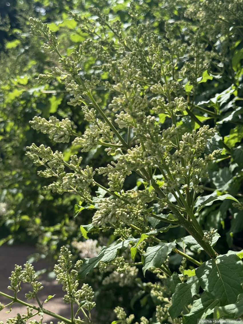 Элис в "Сиреневом саду", город Тверь