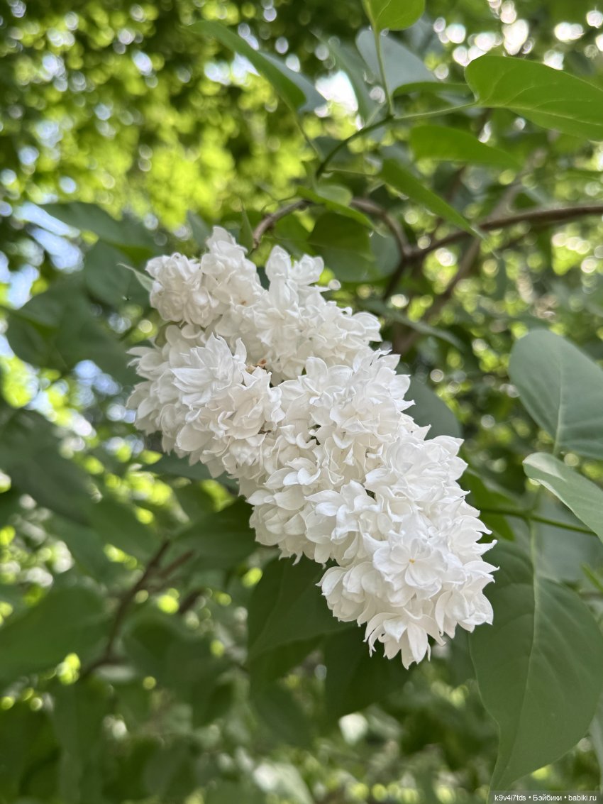 Элис в "Сиреневом саду", город Тверь