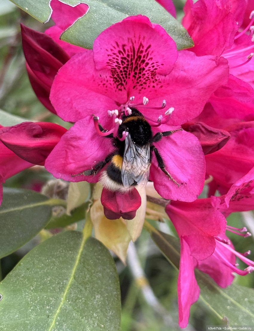 Элис в "Сиреневом саду", город Тверь
