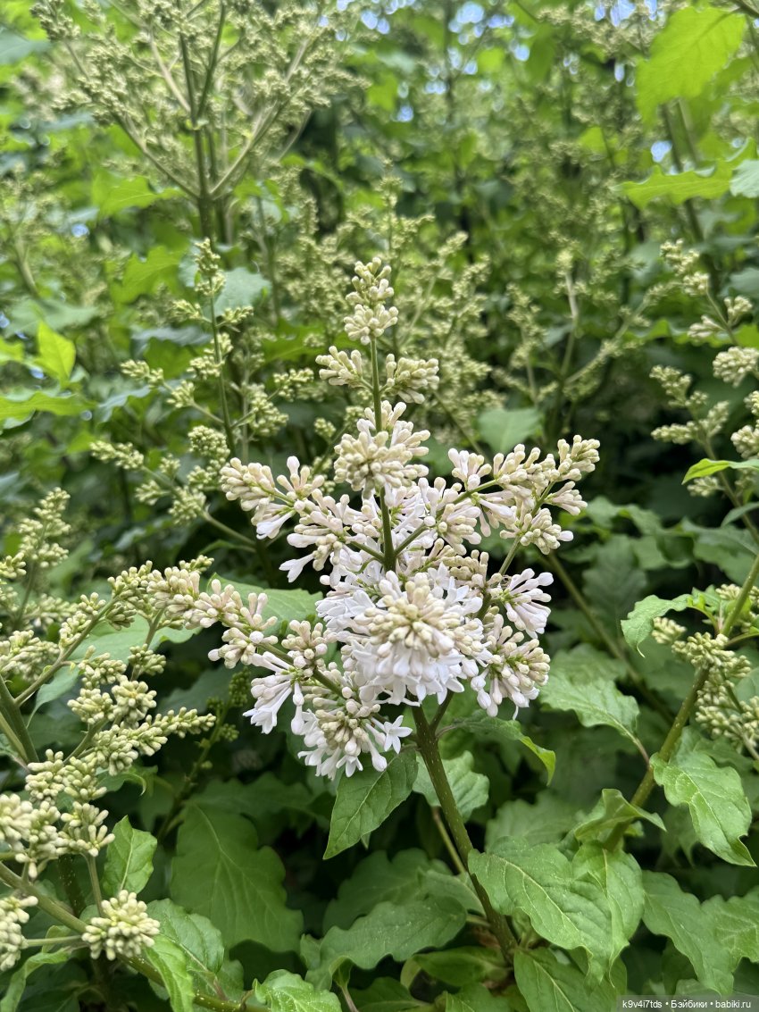 Элис в "Сиреневом саду", город Тверь