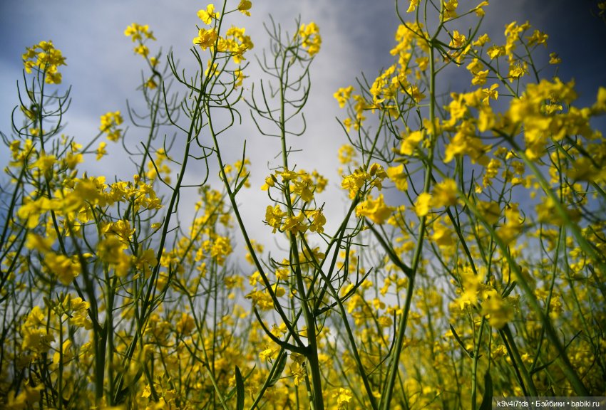 Солнечное поле — Куклы Dianna Effner (Эффнер) из винила: Little Darling