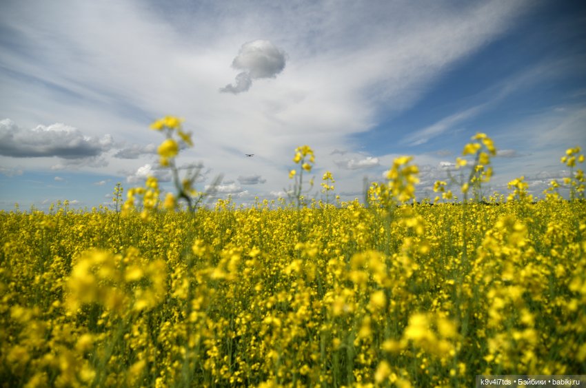 Солнечное поле — Куклы Dianna Effner (Эффнер) из винила: Little Darling (фото 8)