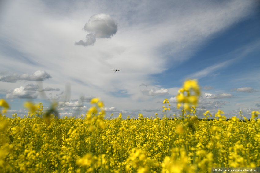 Солнечное поле — Куклы Dianna Effner (Эффнер) из винила: Little Darling (фото 9)