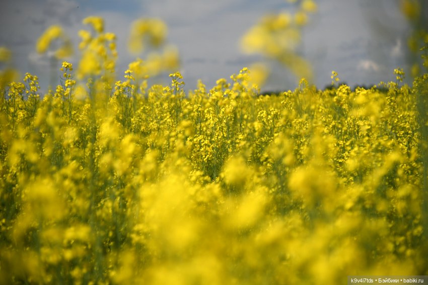 Солнечное поле — Куклы Dianna Effner (Эффнер) из винила: Little Darling