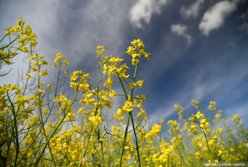 Солнечное поле — Куклы Dianna Effner (Эффнер) из винила: Little Darling