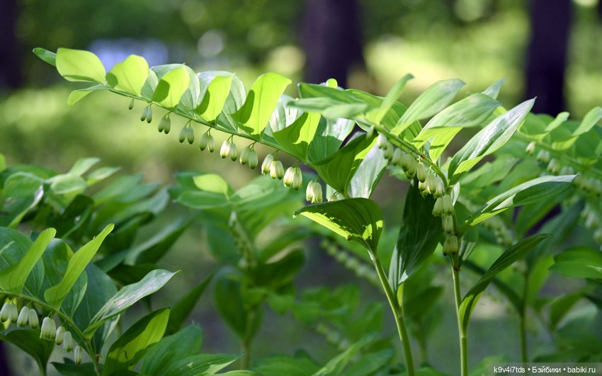 Элис в Берново (Тверская область)