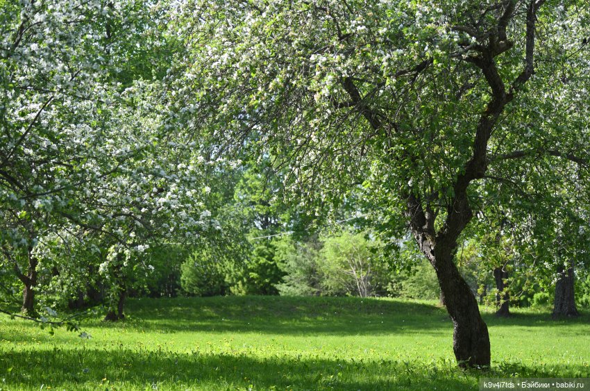 Элис в Берново (Тверская область) (фото 6)