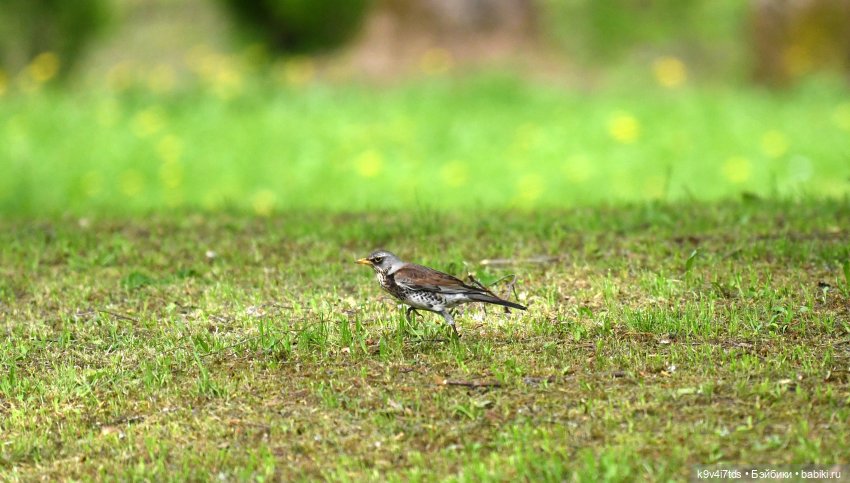 Элис в Берново (Тверская область) (фото 3)