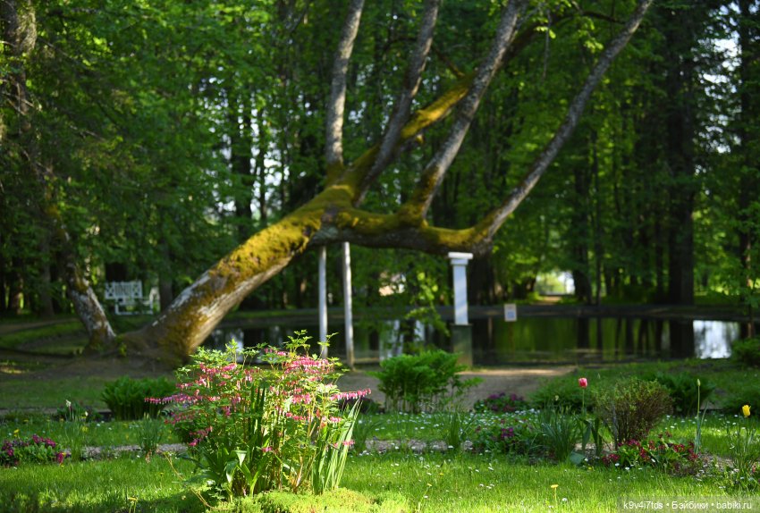 Элис в Берново (Тверская область)