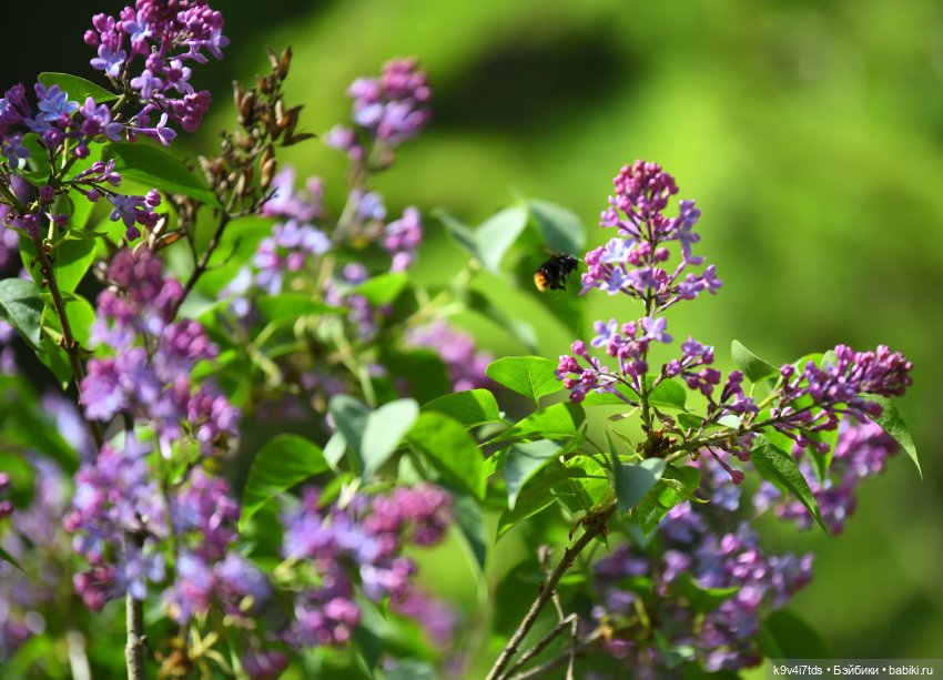 Элис в Берново (Тверская область) (фото 2)
