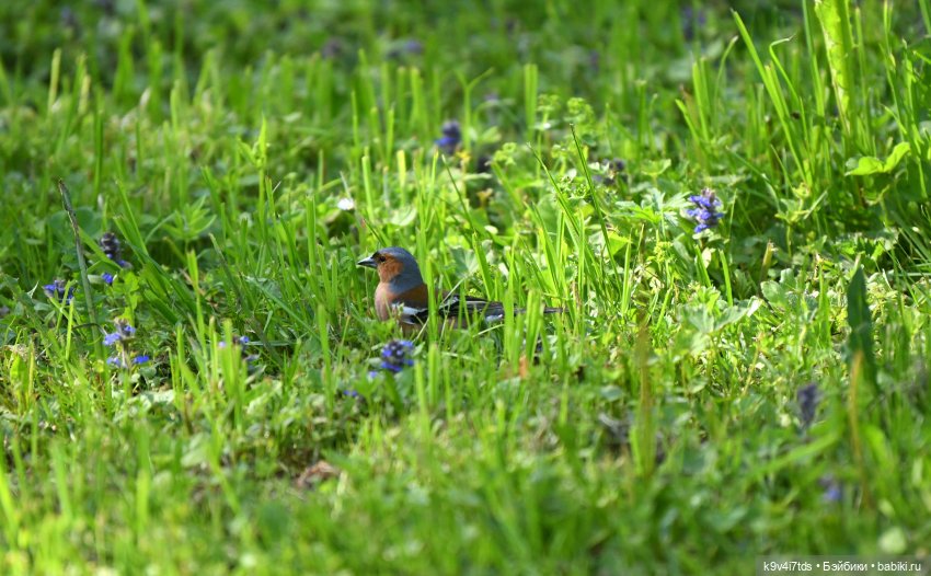 Элис в Берново (Тверская область)