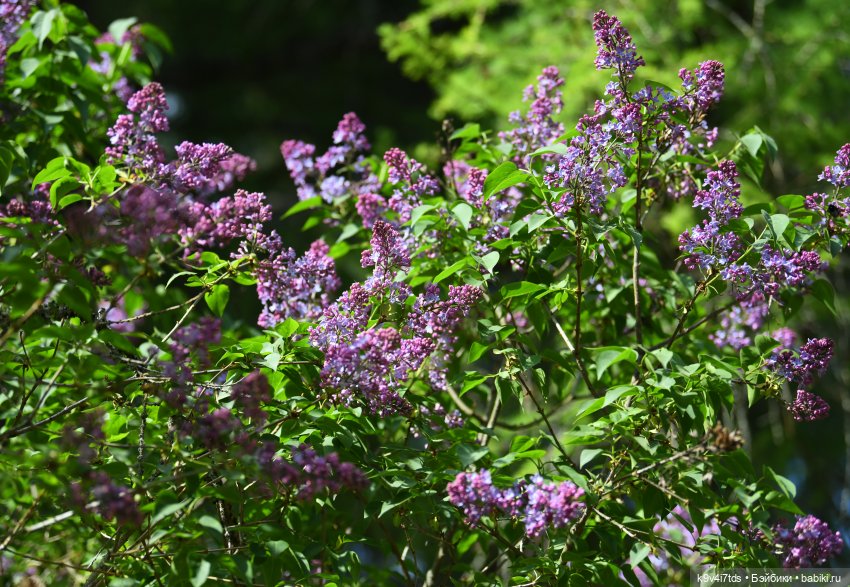 Элис в Берново (Тверская область)