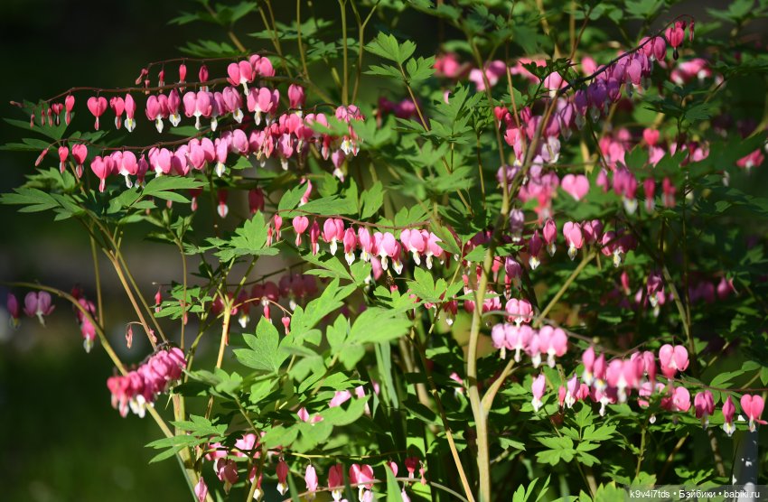 Элис в Берново (Тверская область)