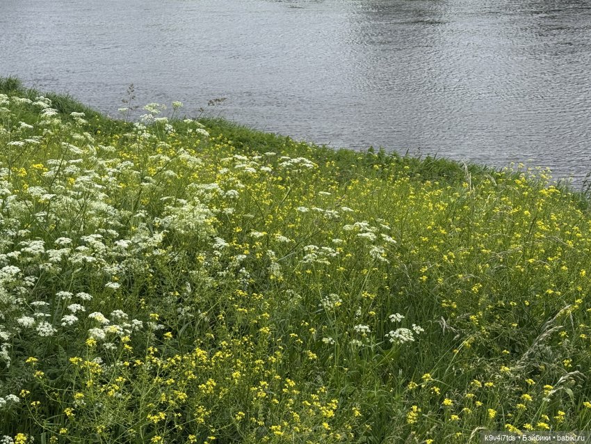 Карли на празднике "Троицких гуляний" в Усадьбе "Василёво"