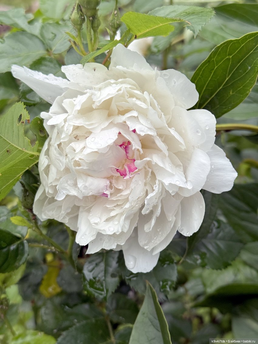 Карли на празднике "Троицких гуляний" в Усадьбе "Василёво"