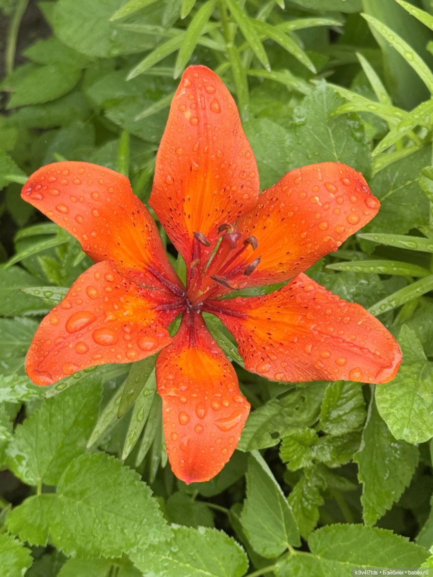 Ассоль — Куклы Dianna Effner (Эффнер) из винила: Little Darling (фото 5)