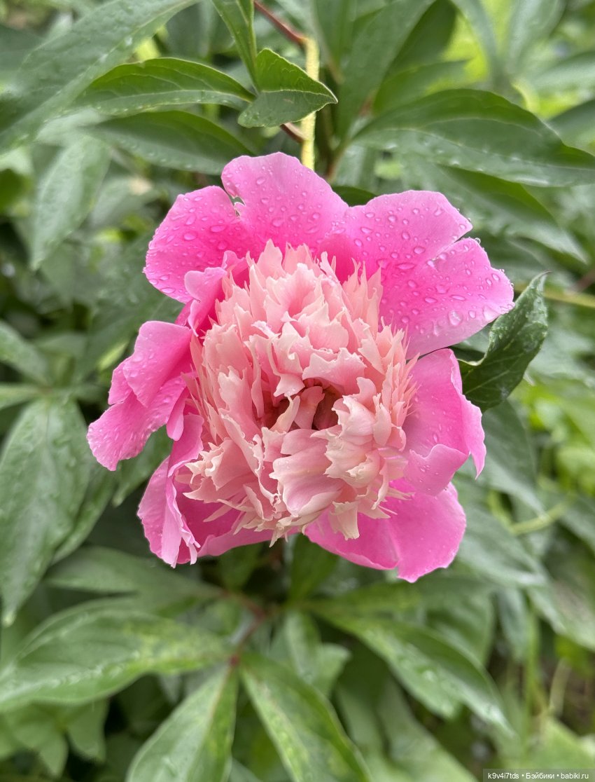 Ассоль — Куклы Dianna Effner (Эффнер) из винила: Little Darling (фото 4)