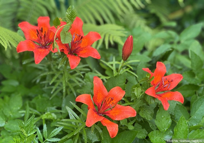 Ассоль — Куклы Dianna Effner (Эффнер) из винила: Little Darling (фото 6)