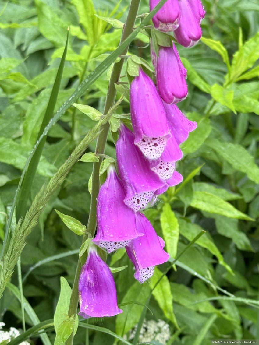 Ассоль — Куклы Dianna Effner (Эффнер) из винила: Little Darling (фото 7)