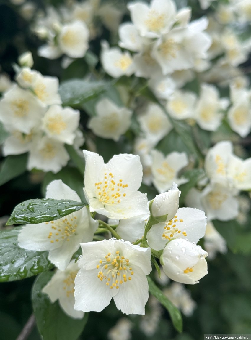 Ассоль — Куклы Dianna Effner (Эффнер) из винила: Little Darling (фото 8)