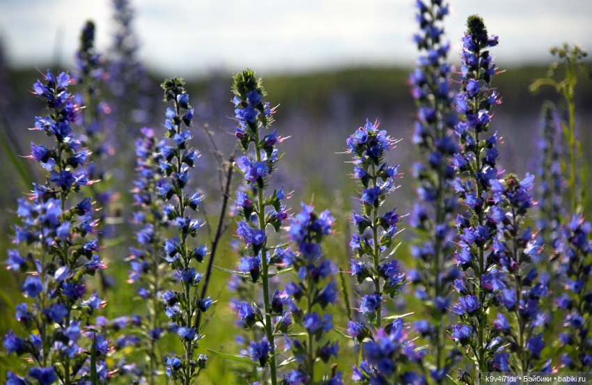 Тринадцатилетие на сайте "Бэйбики" (фото 9)