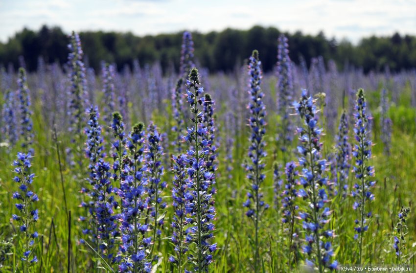 Лесная прогулка Элис и Ассоль (фото 2)