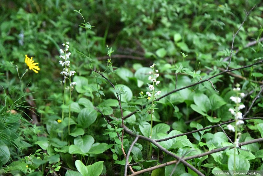 Лесная прогулка Элис и Ассоль