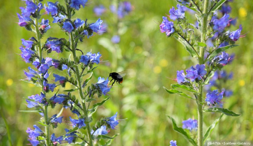 Лесная прогулка Элис и Ассоль (фото 3)