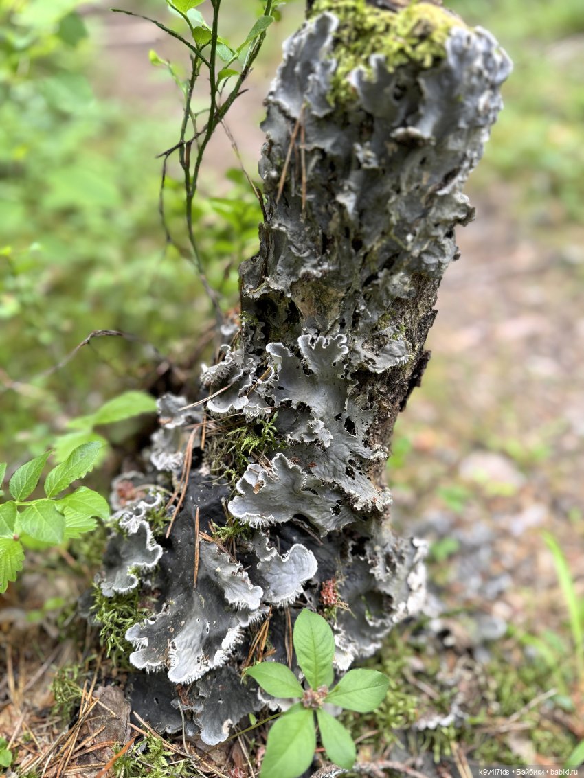 Лесная прогулка Элис и Ассоль