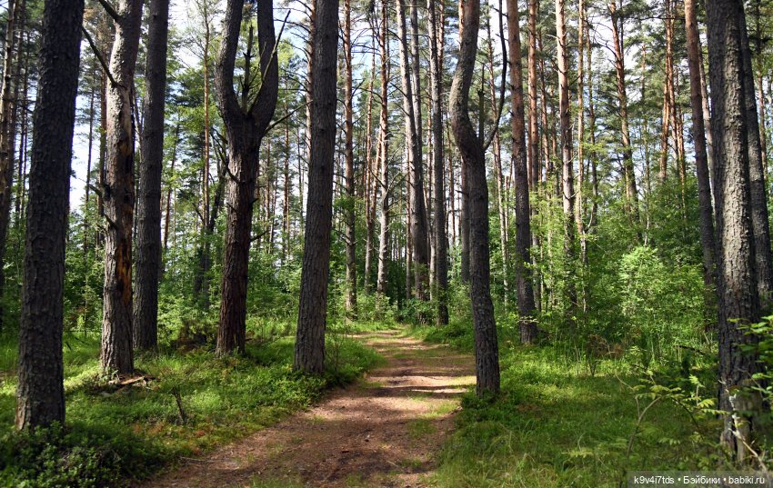Лесная прогулка Элис и Ассоль (фото 7)