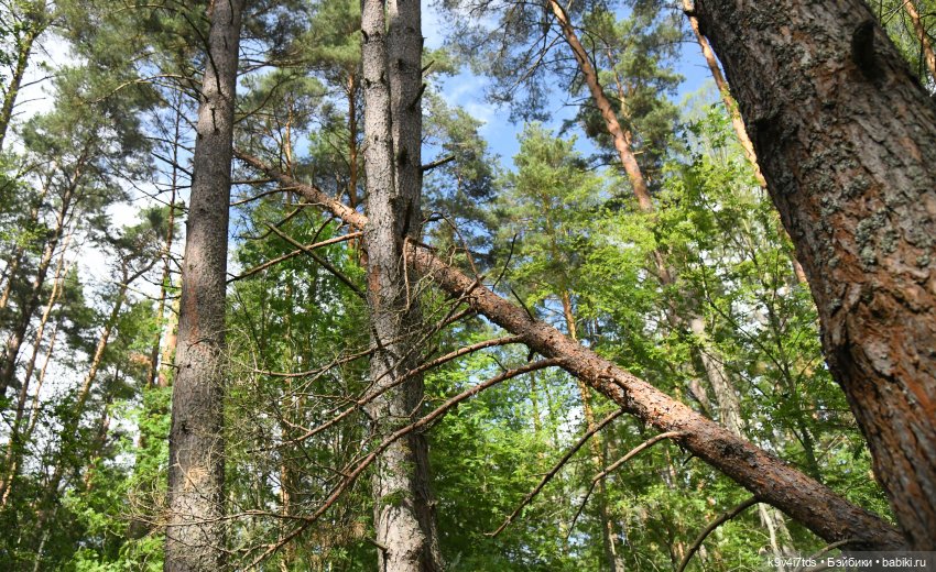 Лесная прогулка Элис и Ассоль (фото 8)