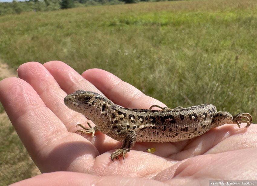 Путешествие Брианны на Тьму