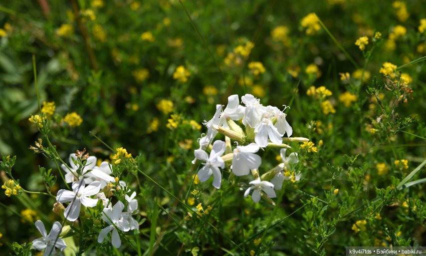 Путешествие Брианны на Тьму