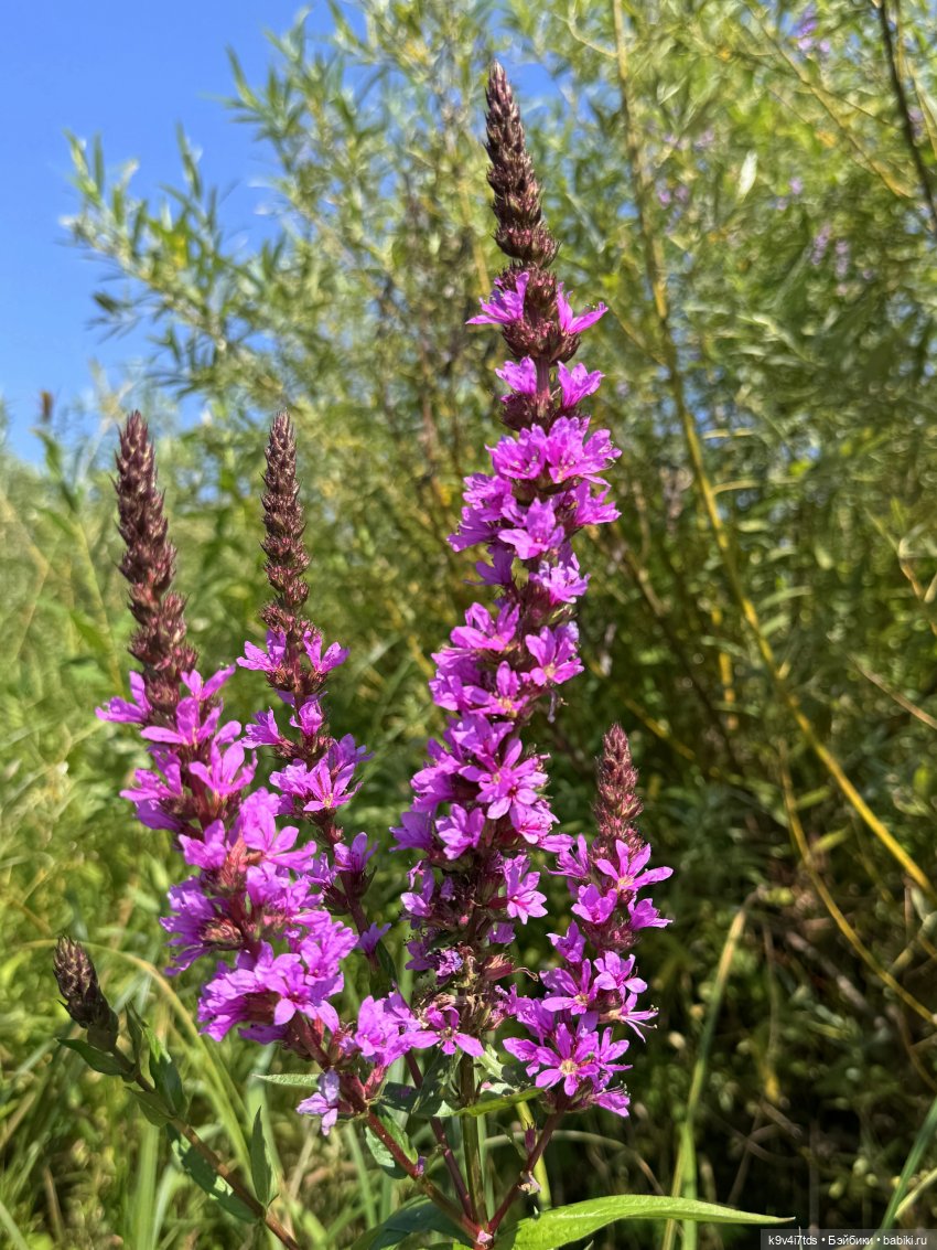 Путешествие Брианны на Тьму