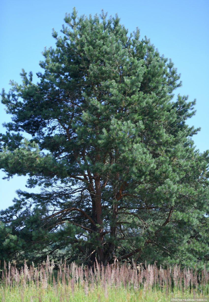 Путешествие Брианны на Тьму