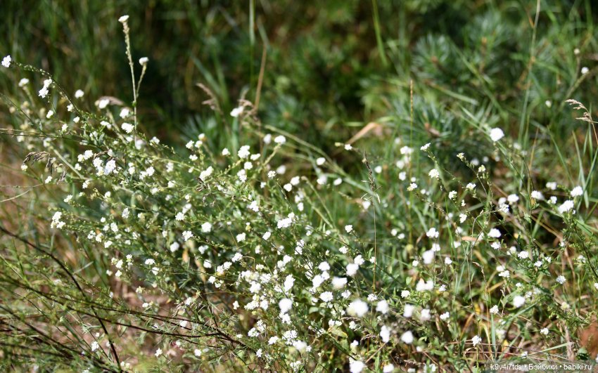 Путешествие Брианны на Тьму