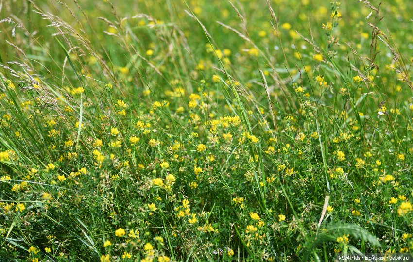Путешествие Брианны на Тьму (фото 10)