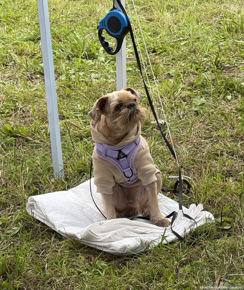 Роми на Фестивале карельского пирога "Калитка", продолжение