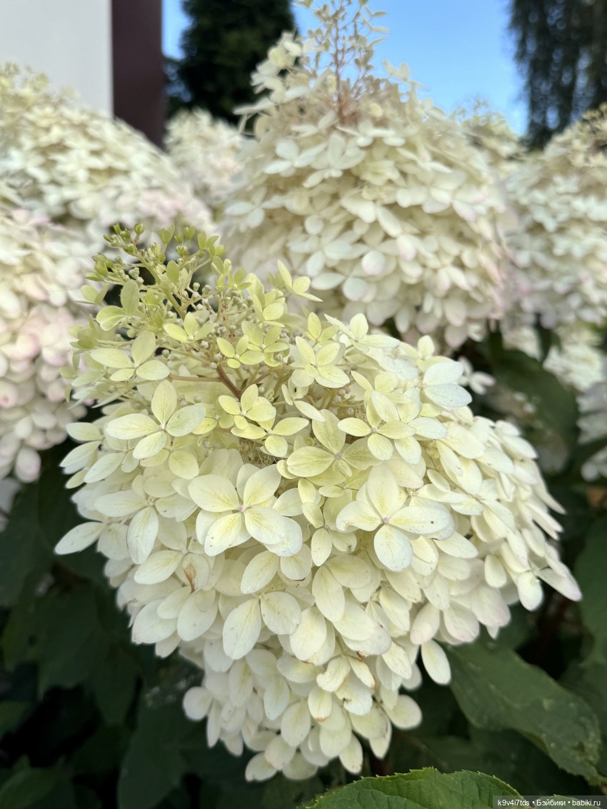Роми в "Саду Любви" — Куклы Heidi Plusczok (Хайди/Хейди Плюсчок) — фото (фото 5)