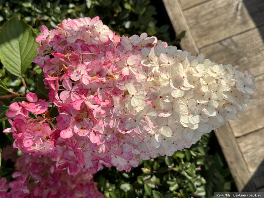 Роми в "Саду Любви" — Куклы Heidi Plusczok (Хайди/Хейди Плюсчок) — фото