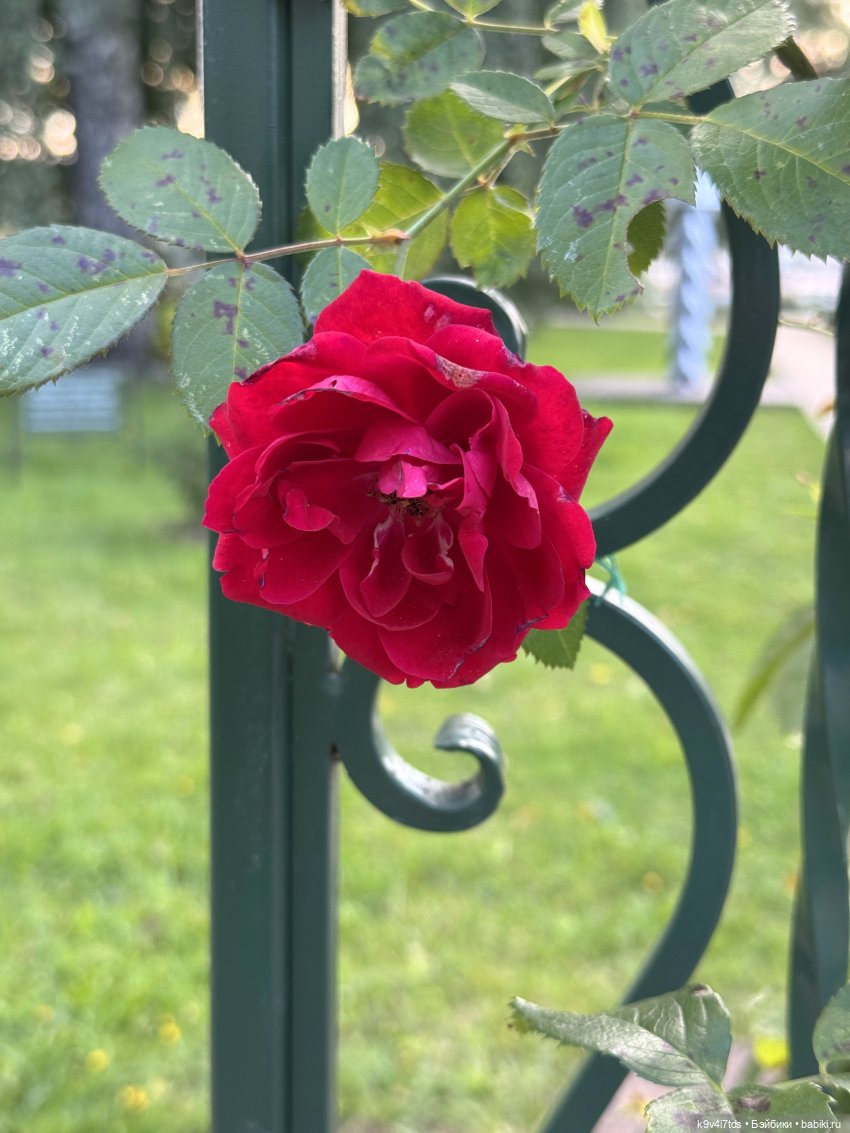 Роми в "Саду Любви" — Куклы Heidi Plusczok (Хайди/Хейди Плюсчок) — фото