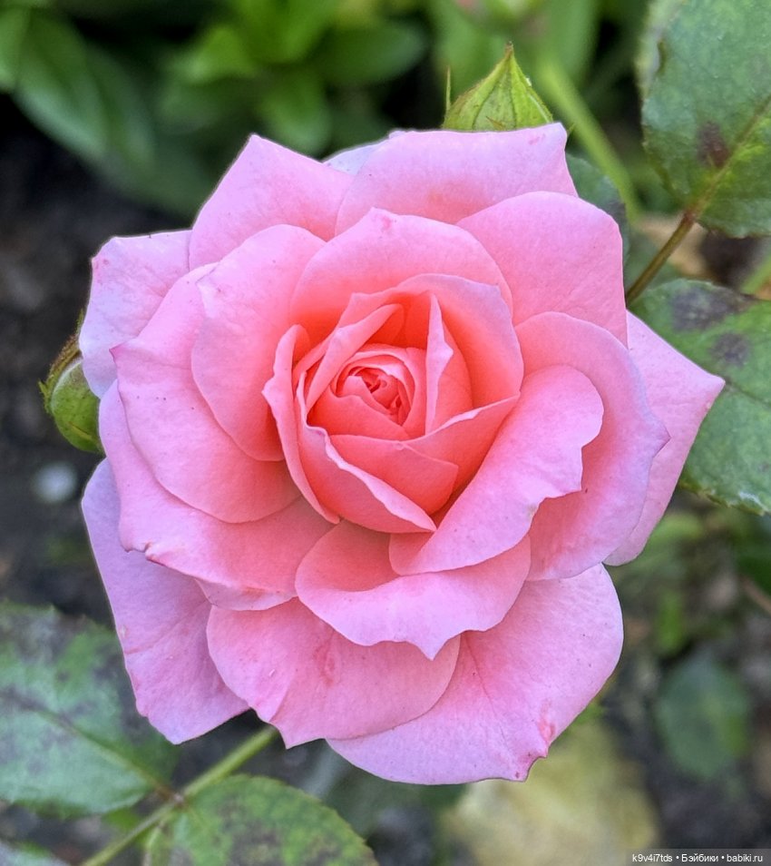 Роми в "Саду Любви" — Куклы Heidi Plusczok (Хайди/Хейди Плюсчок) — фото