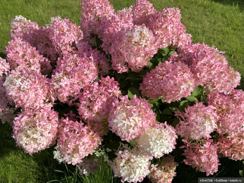 Роми в "Саду Любви" — Куклы Heidi Plusczok (Хайди/Хейди Плюсчок) — фото